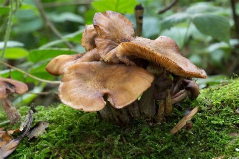 What Are Psilocybe Cyanescens Mushrooms?