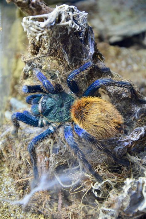 Greenbottle Blue Tarantula · Free Stock Photo