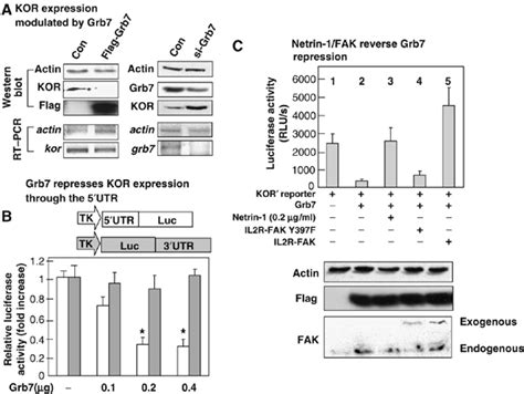 The Adaptor Grb7 Links Netrin‐1 Signaling To Regulation Of Mrna