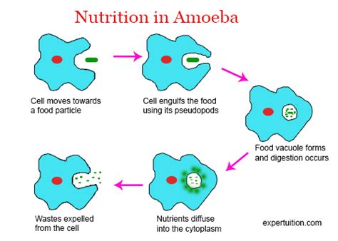 Process Of Nutrition In Amoeba With Diagram Nutrition In Amo