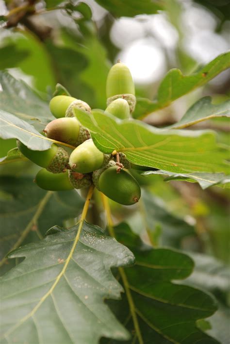 Kostenlose foto Baum Natur Ast blühen Frucht Blatt Blume