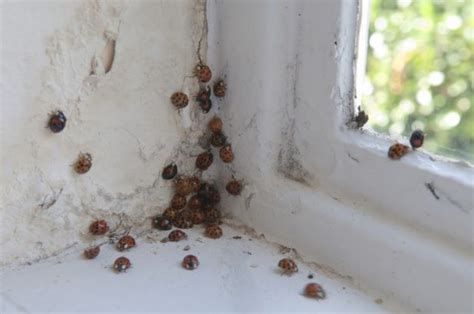 Coccinelle Dans La Maison Que Faire Ventana Blog