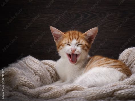 Funny cat laughing. Portrait of a laughing cat largly. White kitten with a red, small and cute ...