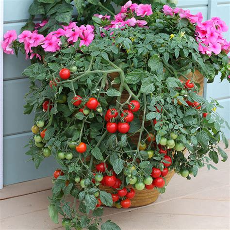 Tumbling Tom Red Tomato Plants JUNE Kings Seeds