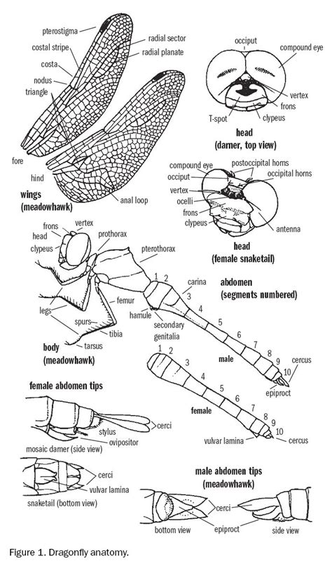 Dragonfly Anatomy | Dragonfly painting, Dragonfly drawing, Dragonfly ...