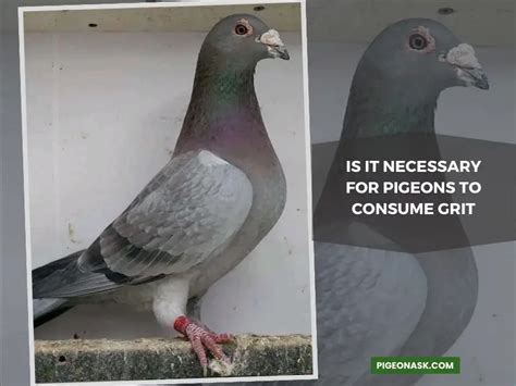 Do Pigeons Need Grit Pigeon Ask