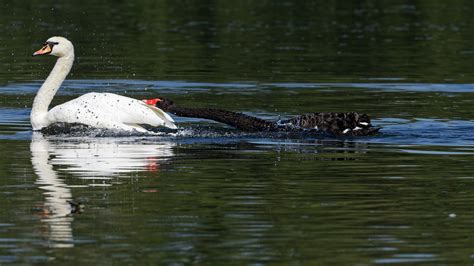 Cygne Noir Cygne Blanc Cygnus Atratus Cygnus Olor 22 Flickr