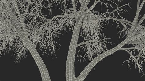 Silver Birch Naked Tree D Model Ds Blend C D Fbx Max Ma