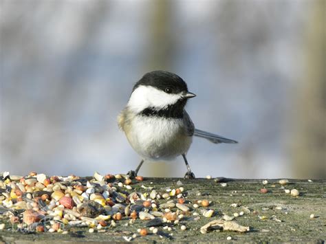 Black-capped Chickadee | Better Bird