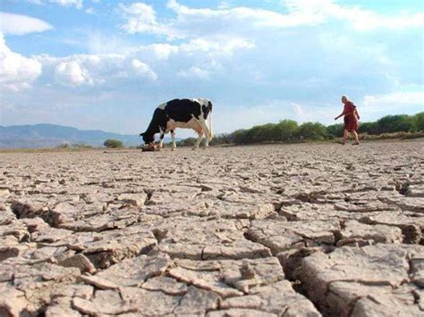 Sequías Y Heladas Provocan La Declaratoria De Emergencia De De 42 Municipios Del País