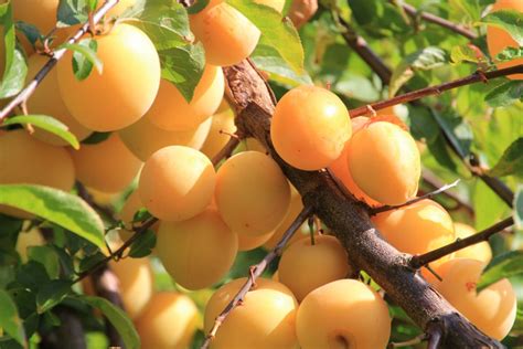 How To Grow Yellow Plums AKA Mirabelle Plums Plant Instructions