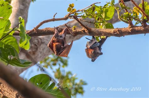 Flying Foxes Are Important Pollinators Of Native Trees And More Effective At Seed Dispersal Than