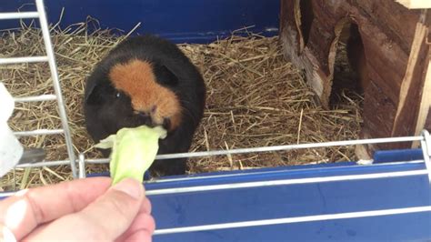 Guinea Pigs Having Fun Youtube