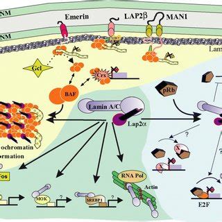 PDF Nucleoplasmic lamins and their interaction partners LAP2α Rb