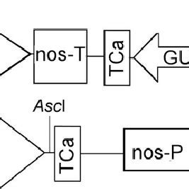 Schematic Representation Of Expression Cassettes Within The T DNA