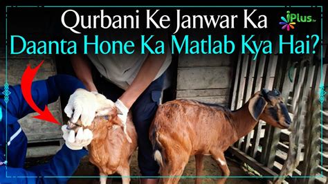 Qurbani Ke Janwar Ka Daanta Hone Ka Matlab Kya Hai By Dr Mohammad