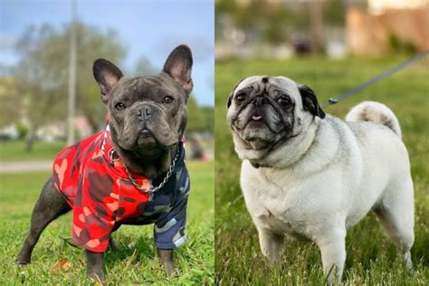 Pug Vs French Bulldog - What's The Difference?