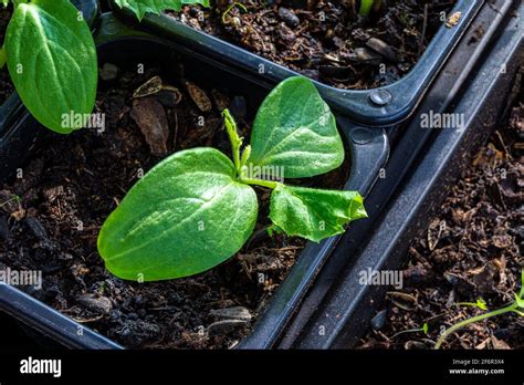 seedlings of cucumber in a pot of potting soil, unfavorable conditions led to the wilting of ...