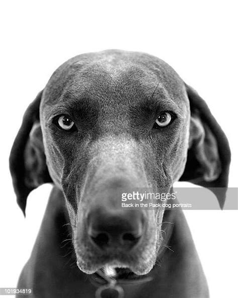 1983 Dog Staring At Camera Stock Photos High Res Pictures And Images