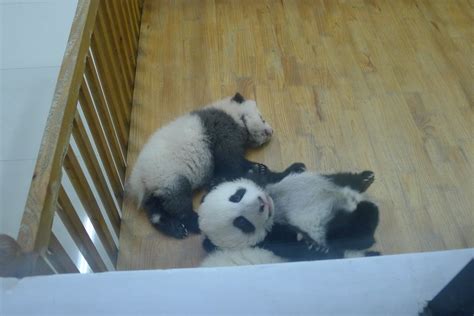 Baby pandas | Taken at Chengdu Panda Research base | little_ram | Flickr