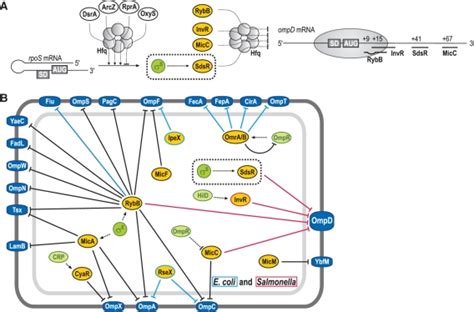 A Schematic Display Of Regulatory Rnas Affecting Rpos And Ompd