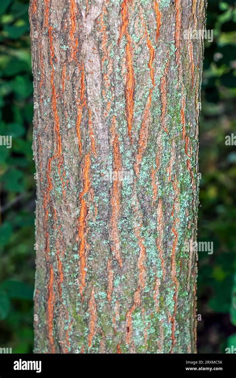 Golden rain tree bark detail - Latin name - Koelreuteria paniculata ...