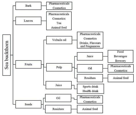 Potential Uses Of Components From Different Parts Of Sea Buckthorn [17] Download Scientific