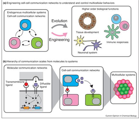 Figure 1 From Engineering Cell Cell Communication Networks Programming Multicellular Behaviors