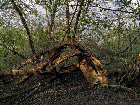 Banana Peel Tree Coombe Abbey Park A J Paxton Geograph Britain