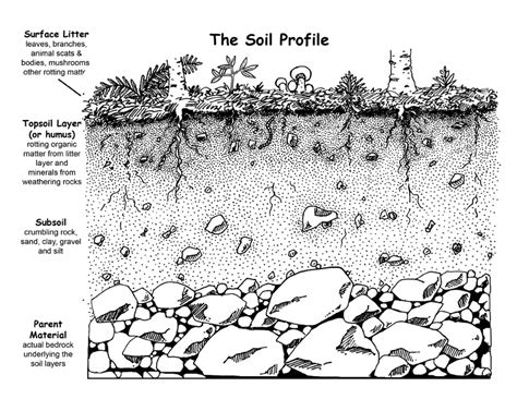 Soil Layers Diagram Worksheet Free Image Download