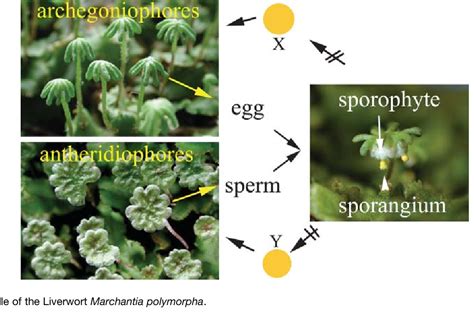 Figure From Sex Determining Mechanisms In Land Plants Semantic Scholar