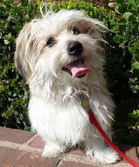 What Is A Havanese Shih Tzu