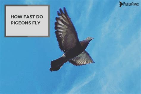 How Fast Do Pigeons Fly? A Look At Pigeon Flight Speeds