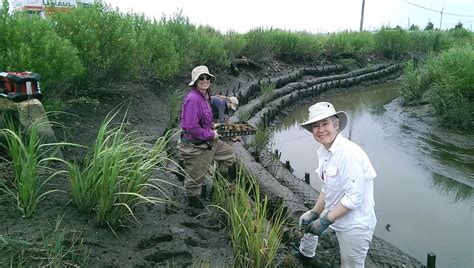 How To Save Saltwater Wetlands From Rising Seas • The Revelator