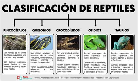 Clasificación de los Reptiles