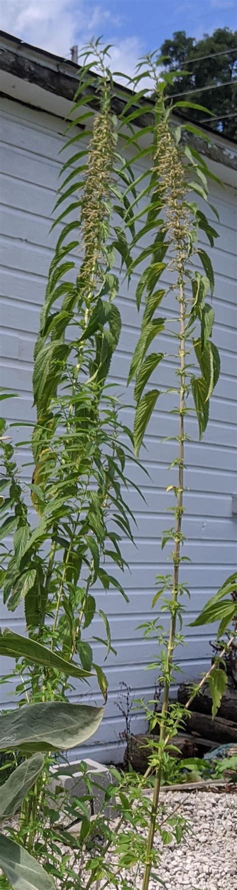 Pictures Of Tall Weeds