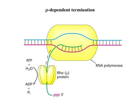 Ppt Elongation Phase Transcription Bubble Powerpoint Presentation