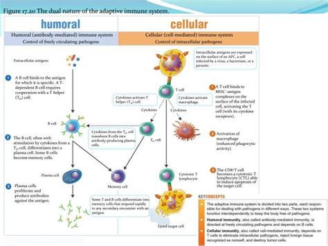 Immunity Pt Diagram Quizlet