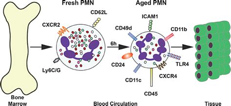 Frontiers Neutrophil A Cell With Many Roles In Inflammation Or