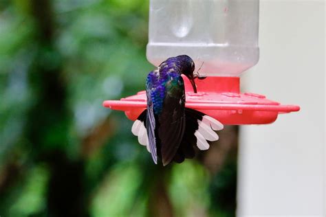 Costa Rica A Male Violet Sabrewing Hummingbird At A Feeder Flickr