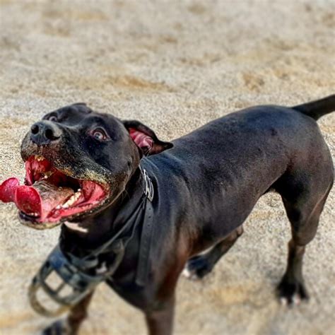 Perro Negro Tendido En La Playa Foto Premium