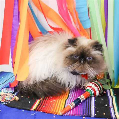San Antonio Humane Society... - San Antonio Humane Society