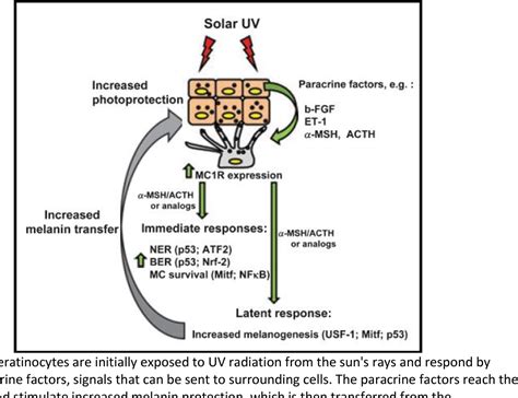 Figure 1 from Combinational Effects of Retinoid X Receptor α RXR