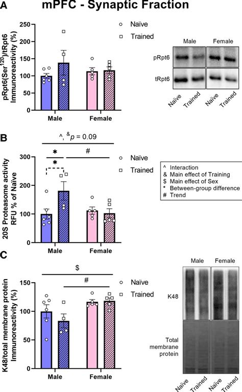 Sex Differences In Training Induced Activity Of The Ubiquitin Proteasome System In The Dorsal