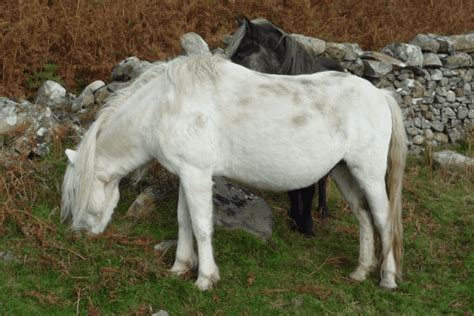 Eriskay Pony: History, Characteristics and Temperament - Horse Wildlife