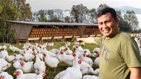 Free Range Chicken FarmingHow To Start A Chicken Farm Make Millions