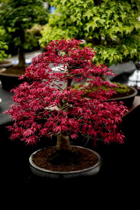 Bonsai Tree Free Stock Photo - Public Domain Pictures