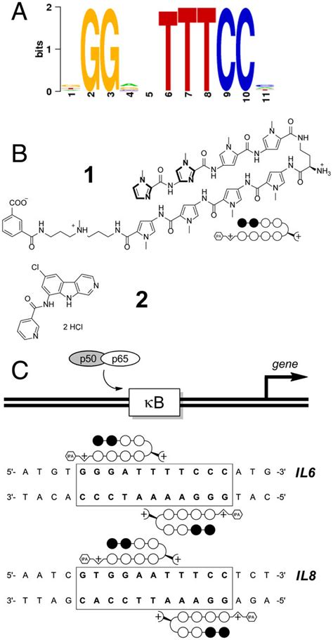 A The NF κB binding site determined by ChIP seq B The polyamide 1