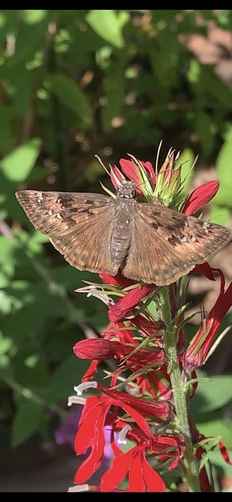 Horace S Duskywing From Staten Island New York NY US On August 23