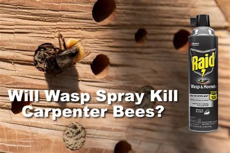 Will Wasp Spray Kill Carpenter Bees